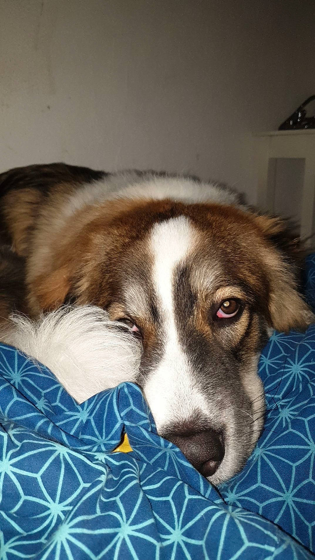 Roxy a rejoint le concours — aidez-le/la à gagner de superbes lots ! bored, canidae, carnivore, comfort, companion_dog, dog, dog_breed, flooring, fur, puppy, sleep, snout, sporting_group, terrestrial_animal, whiskers, working_animal, working_dog