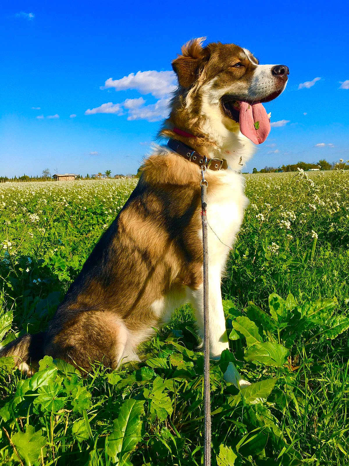 Roxy