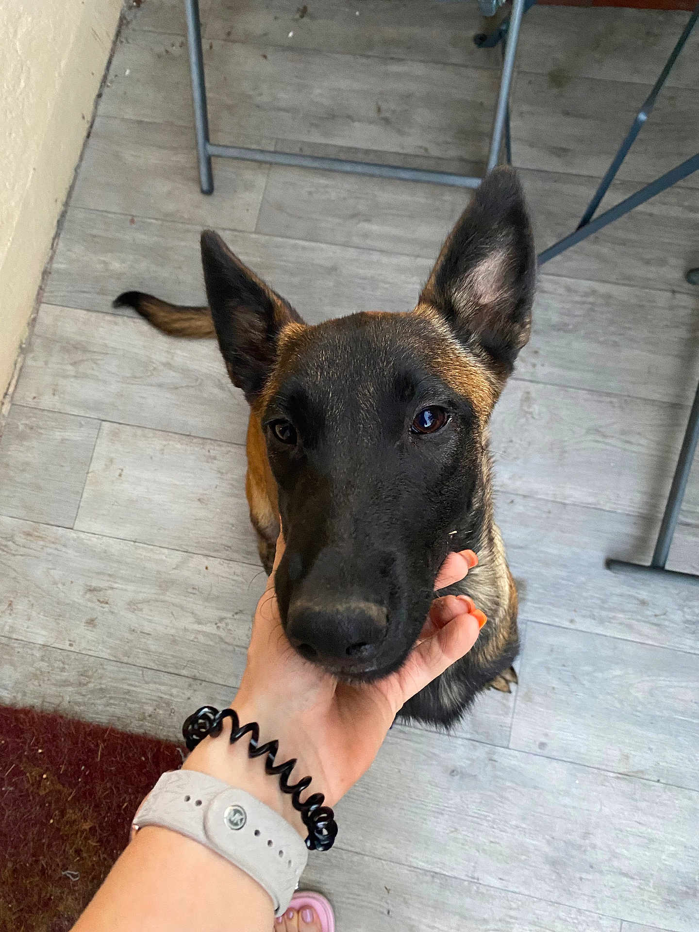 Tessa a rejoint le concours — aidez-le/la à gagner de superbes lots ! dog, pet, animal, indoor, floor, hand, canine, ears, brown, black, fur, watching, attention, looking_up, person_hand, wooden_floor, domestic_animal, companion, close_up, flooring