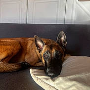 Tessa a rejoint le concours — aidez-le/la à gagner de superbes lots ! dog, couch, pillow, indoor, resting, brown_fur, black_fur, ears, face, pet, looking, home, furniture, canine, relaxed, animal, domestic, cozy, light, shadow