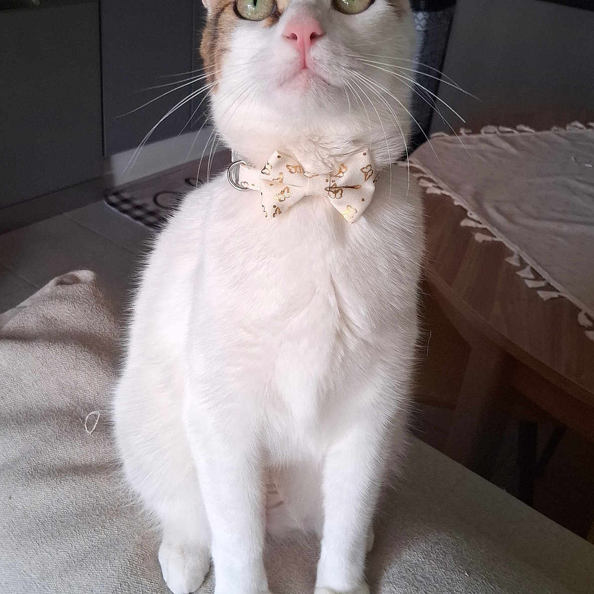 Loulou a rejoint le concours — aidez-le/la à gagner de superbes lots ! animal, blanket, bow_tie, cat, couch, curious, cute, domestic, feline, green_eyes, home, indoor, kitchen, pet, portrait, sitting, tabby, table, whiskers, white_cat