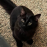 Floki joined the competition — help win amazing prizes! animal, black_cat, carpet, cat, close_up, curious, cute, domestic_animal, ears, eyes, feline, fur, indoor, looking_up, pet, sitting, soft_light, tail, texture, whiskers