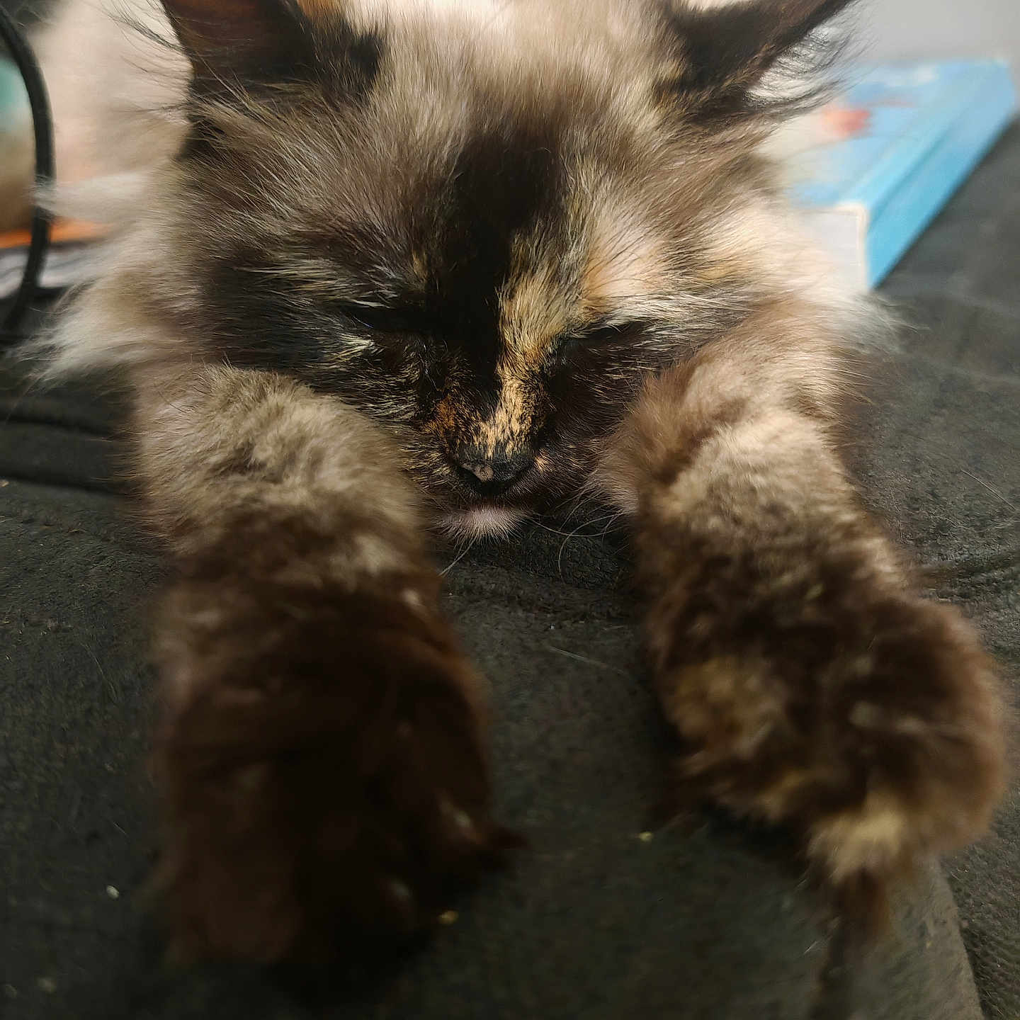 Nila participe au concours pour gagner de l'argent avec cette photo : animal, book, cat, closed_eyes, cozy, cute, dark_paws, face, feline, fluffy, fur, indoor, mammal, nap, pet, relaxation, resting, stretching, surface, whiskers