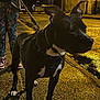 Jila participe au concours pour gagner de l'argent avec cette photo : dog, leash, person, street, night, pavement, streetlight, shoes, pants, black_dog, white_paws, urban, animal, pet, alert, sidewalk, outdoor, evening, reflection, walking