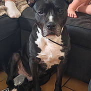 Jila a rejoint le concours — aidez-le/la à gagner de superbes lots ! dog, black_and_white, sitting, indoor, tile_floor, sneaker, ear, paw, person, sock, foot, child, barefoot, couch, blanket, tattoo, relaxed, pet, companion, home