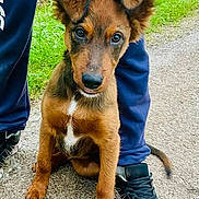 Vagabond a rejoint le concours — aidez-le/la à gagner de superbes lots ! puppy, dog, brown, ears, leash, person, legs, sneakers, pavement, grass, outdoor, pet, animal, cute, young, sitting, looking, curious, closeup, nature
