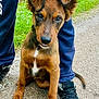 puppy, dog, brown, ears, leash, person, legs, sneakers, pavement, grass, outdoor, pet, animal, cute, young, sitting, looking, curious, closeup, nature