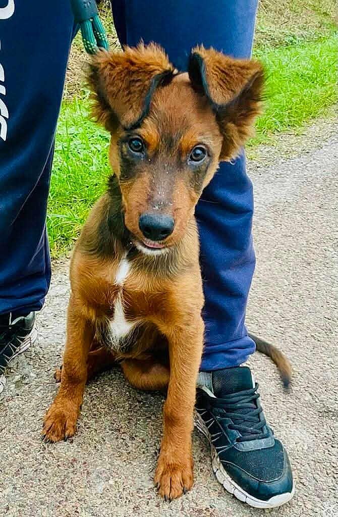 Vagabond a rejoint le concours — aidez-le/la à gagner de superbes lots ! puppy, dog, brown, ears, leash, person, legs, sneakers, pavement, grass, outdoor, pet, animal, cute, young, sitting, looking, curious, closeup, nature