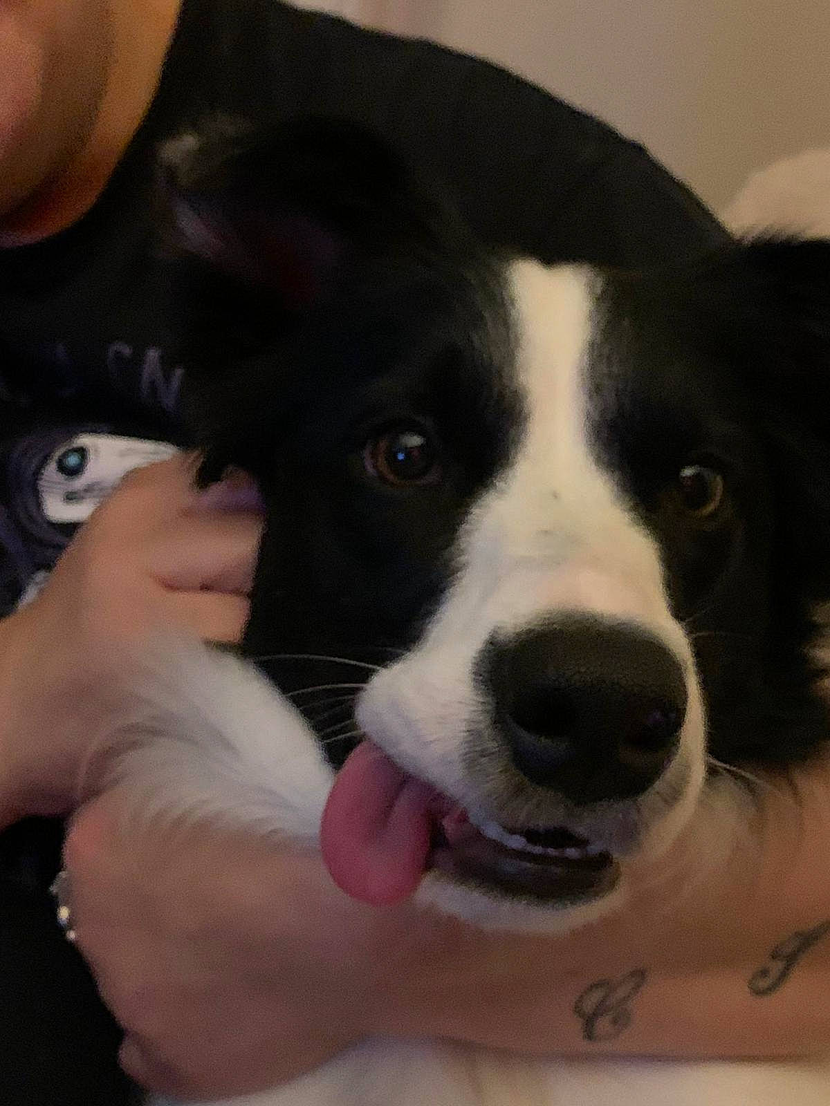 Taliesin is registered to the contest to win money with this photo: border_collie, canidae, cardigan_welsh_corgi, carnivore, dog, dog_breed, ear, eye, head, herding_dog, karelian_bear_dog, mammal, mcnab, nose, puppy, puppy_love, snout, sporting_group, vertebrate, whiskers
