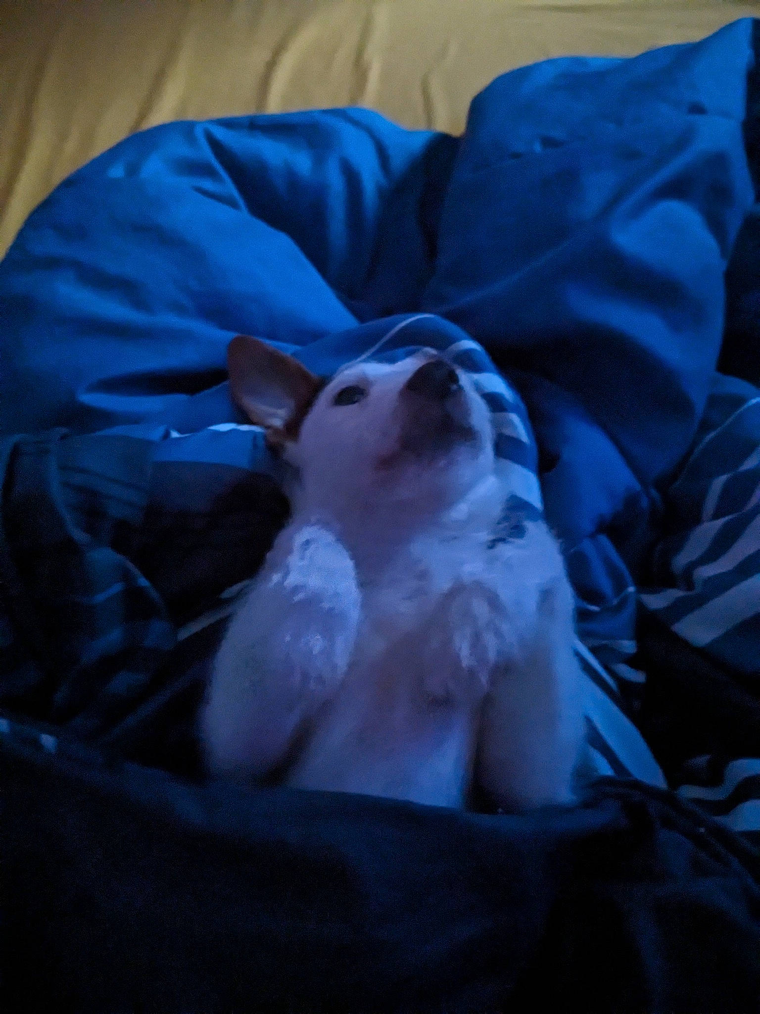 Akina a rejoint le concours — aidez-le/la à gagner de superbes lots ! bed, canidae, carnivore, cat, comfort, companion_dog, dog_breed, electric_blue, fawn, felidae, fur, head, linens, nap, room, sitting, small_to_medium_sized_cats, sporting_group, tail, whiskers