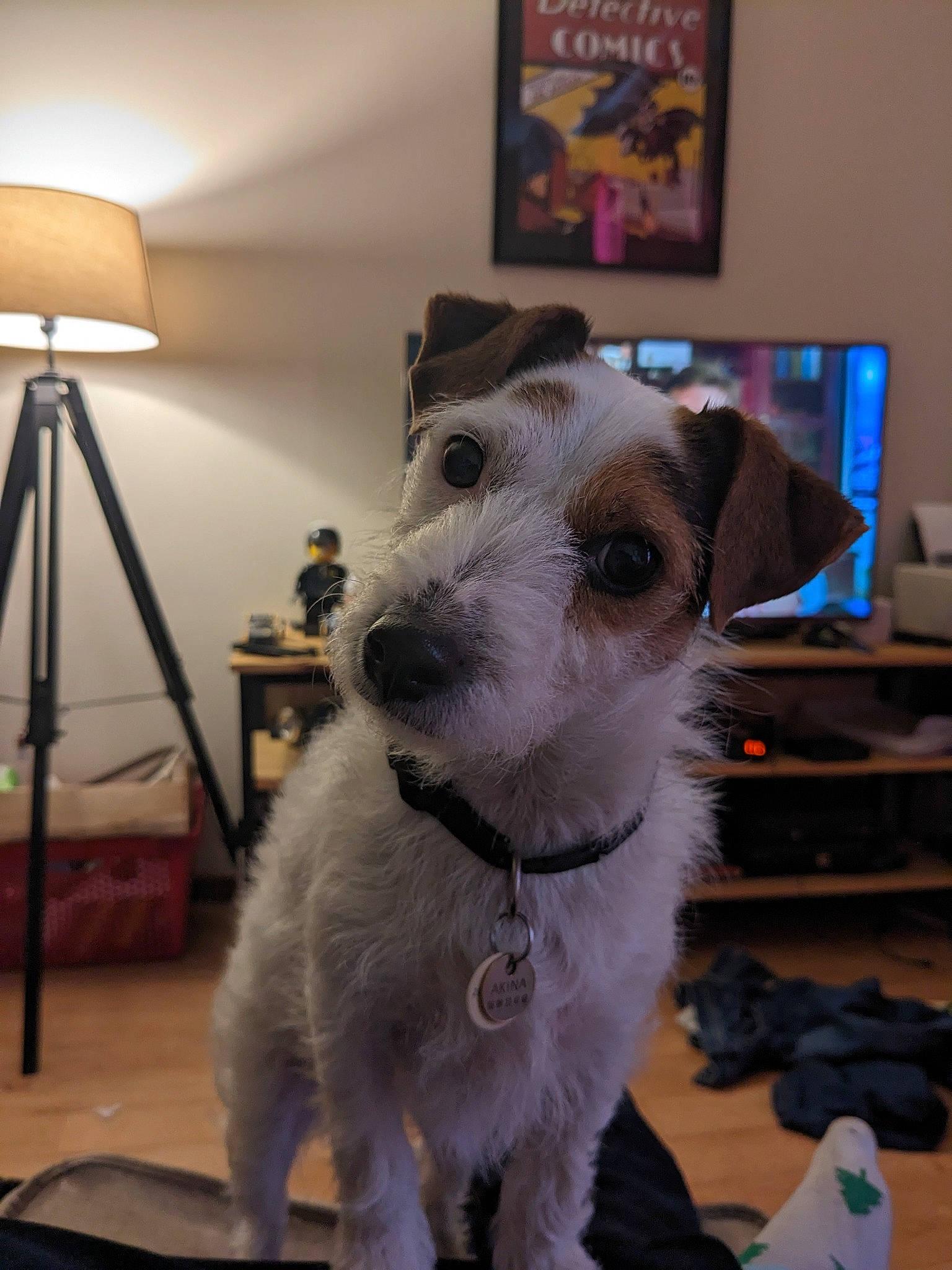 Akina a rejoint le concours — aidez-le/la à gagner de superbes lots ! carnivore, collar, companion_dog, computer_monitor, dog, dog_breed, dog_collar, flooring, fur, giant_dog_breed, lamp, peripheral, picture_frame, snout, sporting_group, terrier, tripod, whiskers, wire_hair_fox_terrier, working_animal