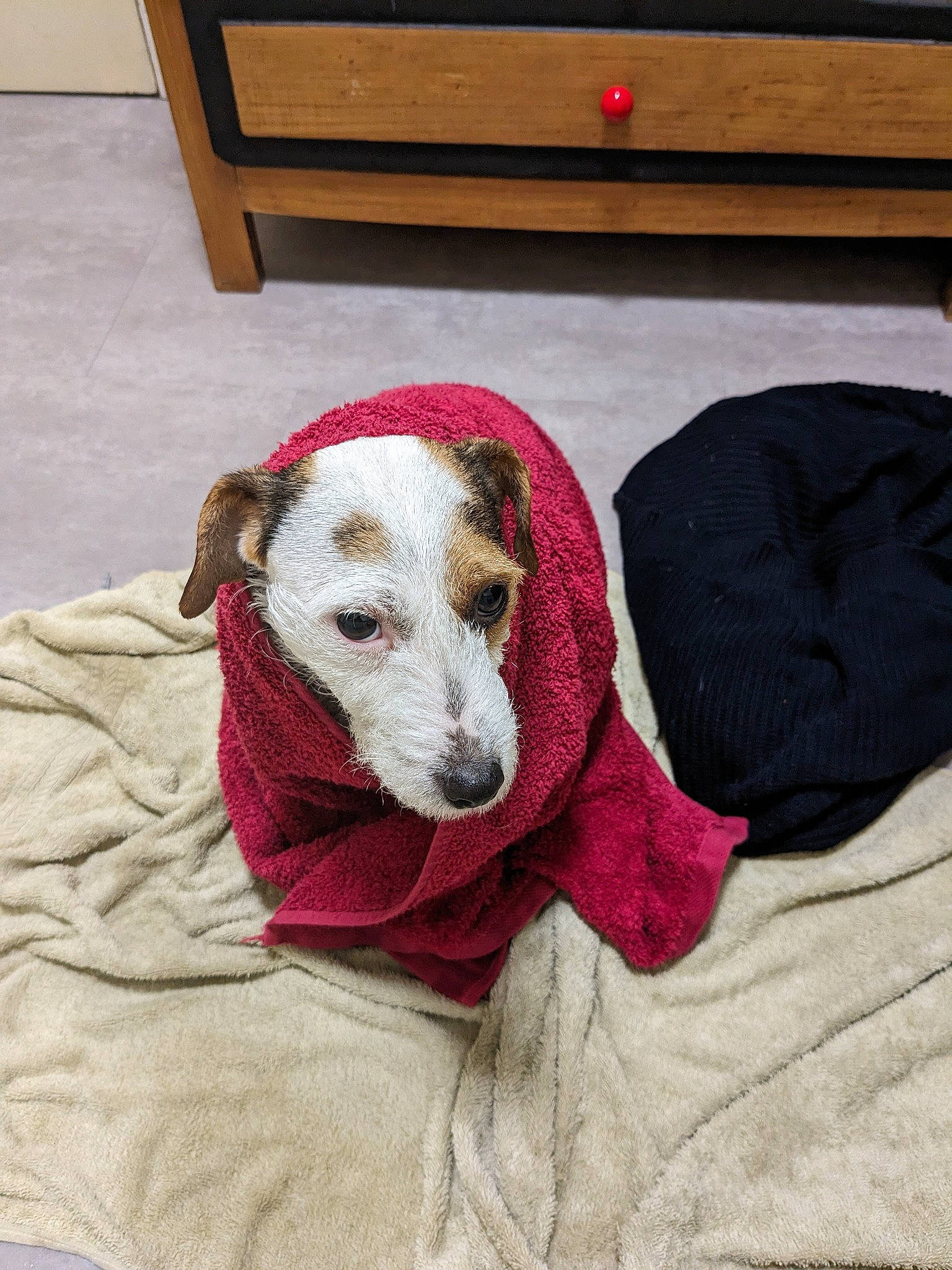 Akina a rejoint le concours — aidez-le/la à gagner de superbes lots ! canidae, carnivore, collar, comfort, companion_dog, couch, dog, dog_bed, dog_breed, dog_supply, flooring, fur, hardwood, linens, pattern, pet_supply, sporting_group, wood, wool, working_animal