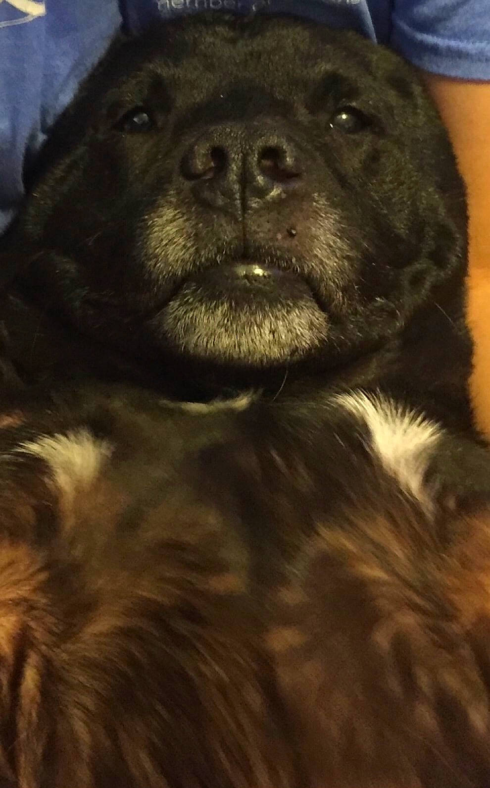 Dexter is registered to the contest to win money with this photo: borador, canidae, carnivore, companion_dog, dog, dog_breed, fur, grey, monochrome_photography, snout, sporting_group, terrestrial_animal, whiskers, wildlife, working_animal