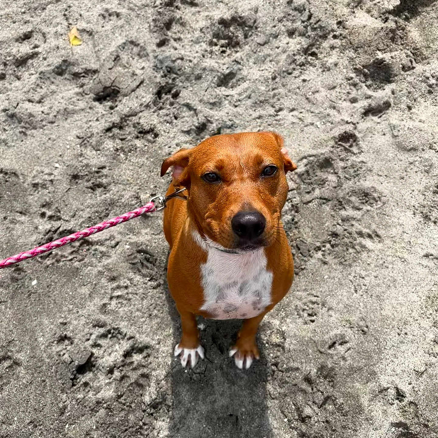 Baby Boons is registered to the contest to win money with this photo: dog, brown_dog, beach, sand, outdoor, sitting, leash, pink_leash, white_chest, white_paws, short_hair, portrait, pet, animal, front_view, staring, shadow, sunlight, shoreline, sand_texture