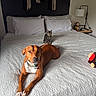dog, cat, pet, bed, bedroom, indoors, animal, sleeping_area, quilt, pillows, lamp, stuffed_toy, collar, tabby_cat, brown_dog, white_bedding, home_decor, sitting, lying_down, portrait