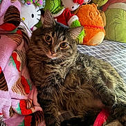 Juicy joined the competition — help win amazing prizes! animal, bed, blanket, cat, colorful, cozy, cute, fluffy, fur, grinch, hello_kitty, indoor, pet, plush_toys, relaxed, resting, soft, strawberries, tabby, toy