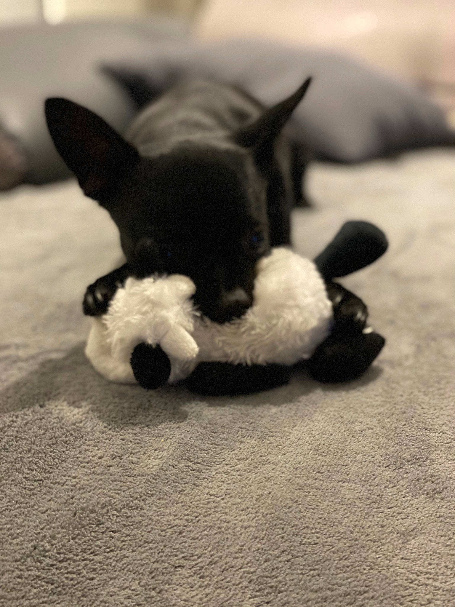 Poppy participe au concours pour gagner de l'argent avec cette photo : carnivore, companion_dog, dog, dog_breed, ear, fur, grey, monochrome, monochrome_photography, paw, shadow, snout, still_life_photography, stuffed_toy, tail, terrestrial_animal, toy, toy_dog, whiskers, working_animal