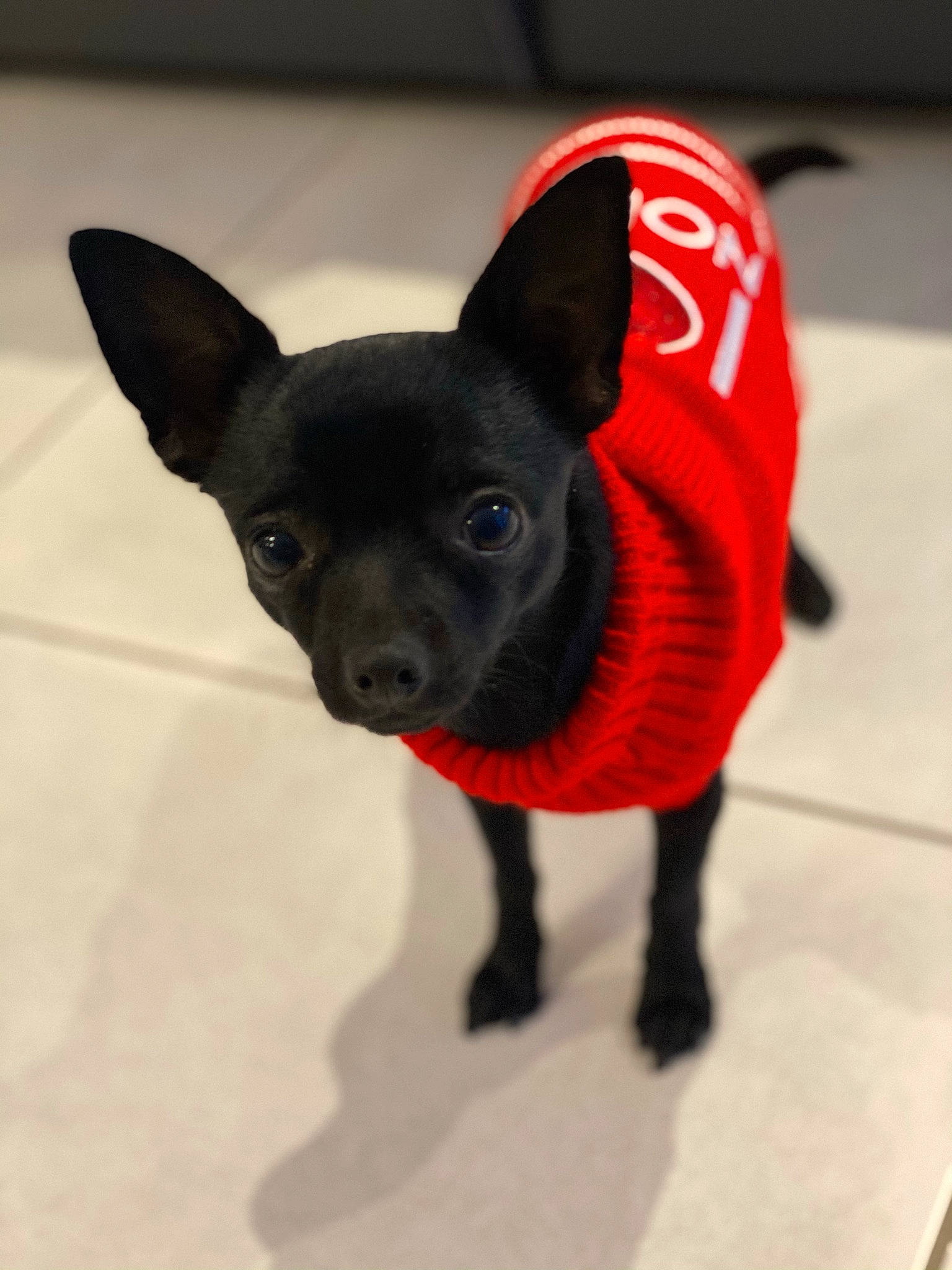 Poppy participe au concours pour gagner de l'argent avec cette photo : bicycle, canidae, carmine, carnivore, companion_dog, dog, dog_breed, dog_clothes, dog_supply, ear, electric_blue, fawn, felidae, fur, snout, tail, toy, toy_dog, whiskers, working_animal