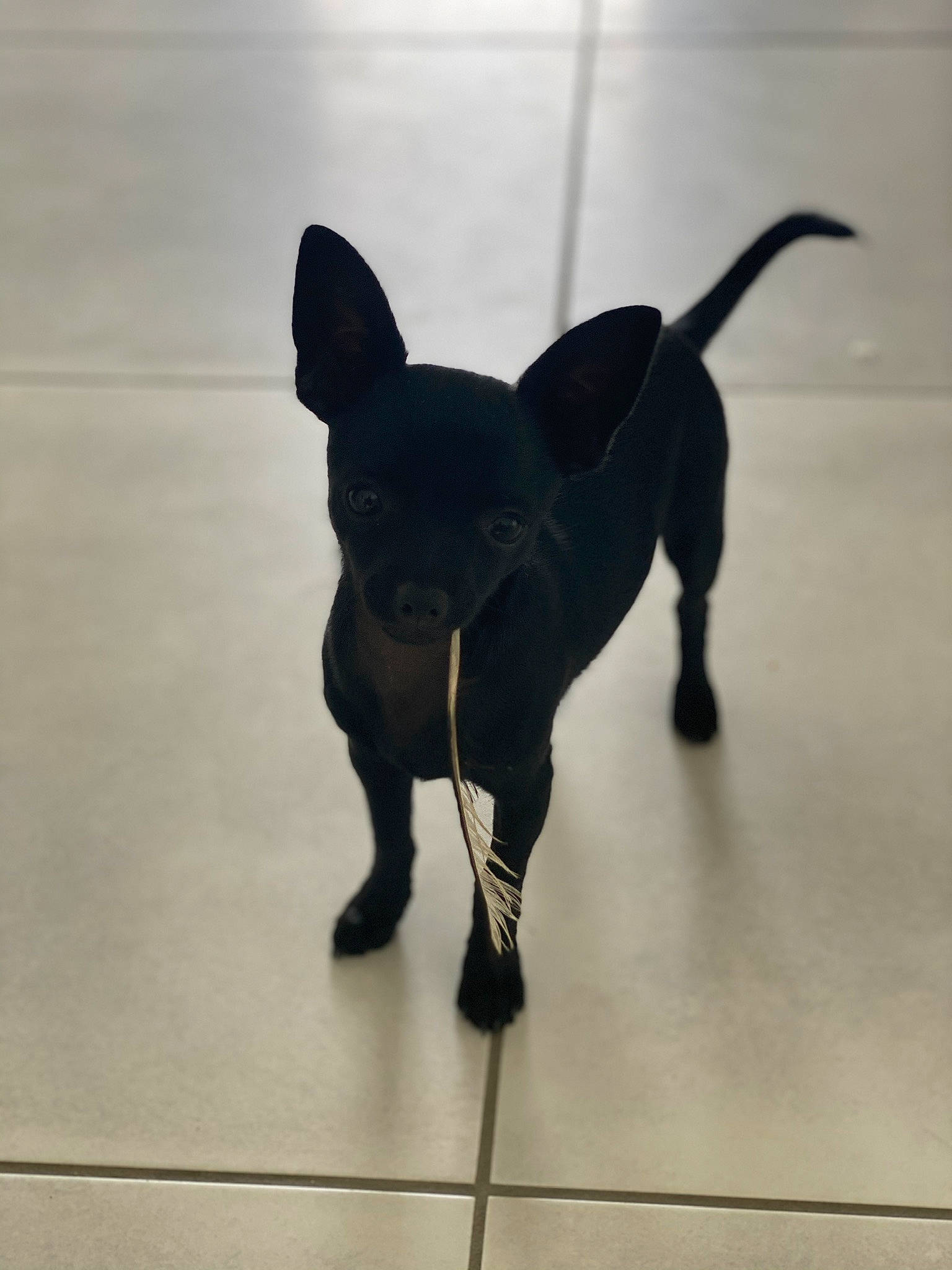 Poppy a rejoint le concours — aidez-le/la à gagner de superbes lots ! art, canidae, carnivore, companion_dog, dog, dog_breed, fashion_accessory, fawn, floor, flooring, foot, human_leg, leash, pug, sculpture, shadow, tail, terrestrial_animal, toy_dog, working_animal