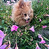 dog, pomeranian, flower, pink_flower, greenery, nature, outdoor, pet, tongue_out, fur, grass, bush, plant, cute, small_dog, fluffy, animal, garden, summer, playful