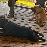 Rocket joined the competition — help win amazing prizes! dog, pets, porch, wooden_floor, collar, sitting, lying_down, outdoor, sunlight, relaxed, canine, tongue_out, smiling, fence, grass, chair, vehicle, daytime, animal, companions