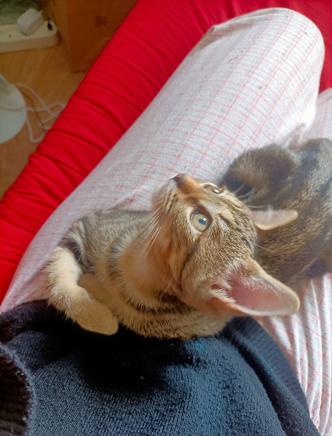 Tyger participe au concours pour gagner de l'argent avec cette photo : carnivore, cat, claw, comfort, domestic_short_haired_cat, fawn, felidae, flooring, fur, hardwood, nap, paw, small_to_medium_sized_cats, tail, whiskers, wood