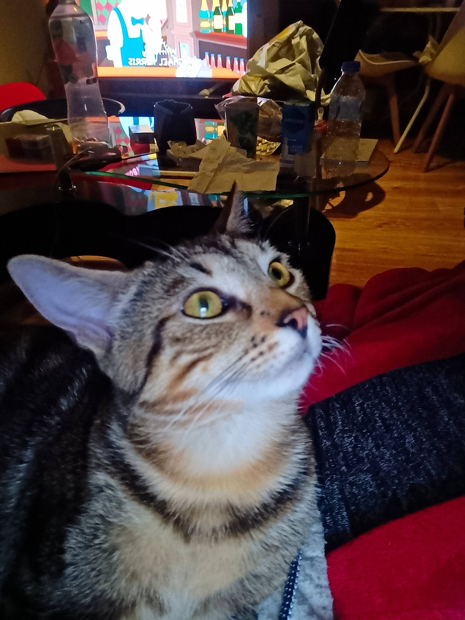 Tyger participe au concours pour gagner de l'argent avec cette photo : carnivore, cat, chair, domestic_short_haired_cat, felidae, flooring, fur, iris, sitting, small_to_medium_sized_cats, snout, table, television, terrestrial_animal, whiskers