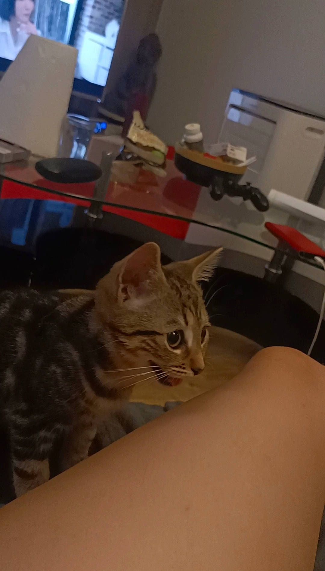 Tyger participe au concours pour gagner de l'argent avec cette photo : bed, carnivore, cat, chair, comfort, computer, computer_keyboard, computer_monitor, desk, domestic_short_haired_cat, fawn, felidae, fur, room, small_to_medium_sized_cats, table, tail, whiskers, window, wood