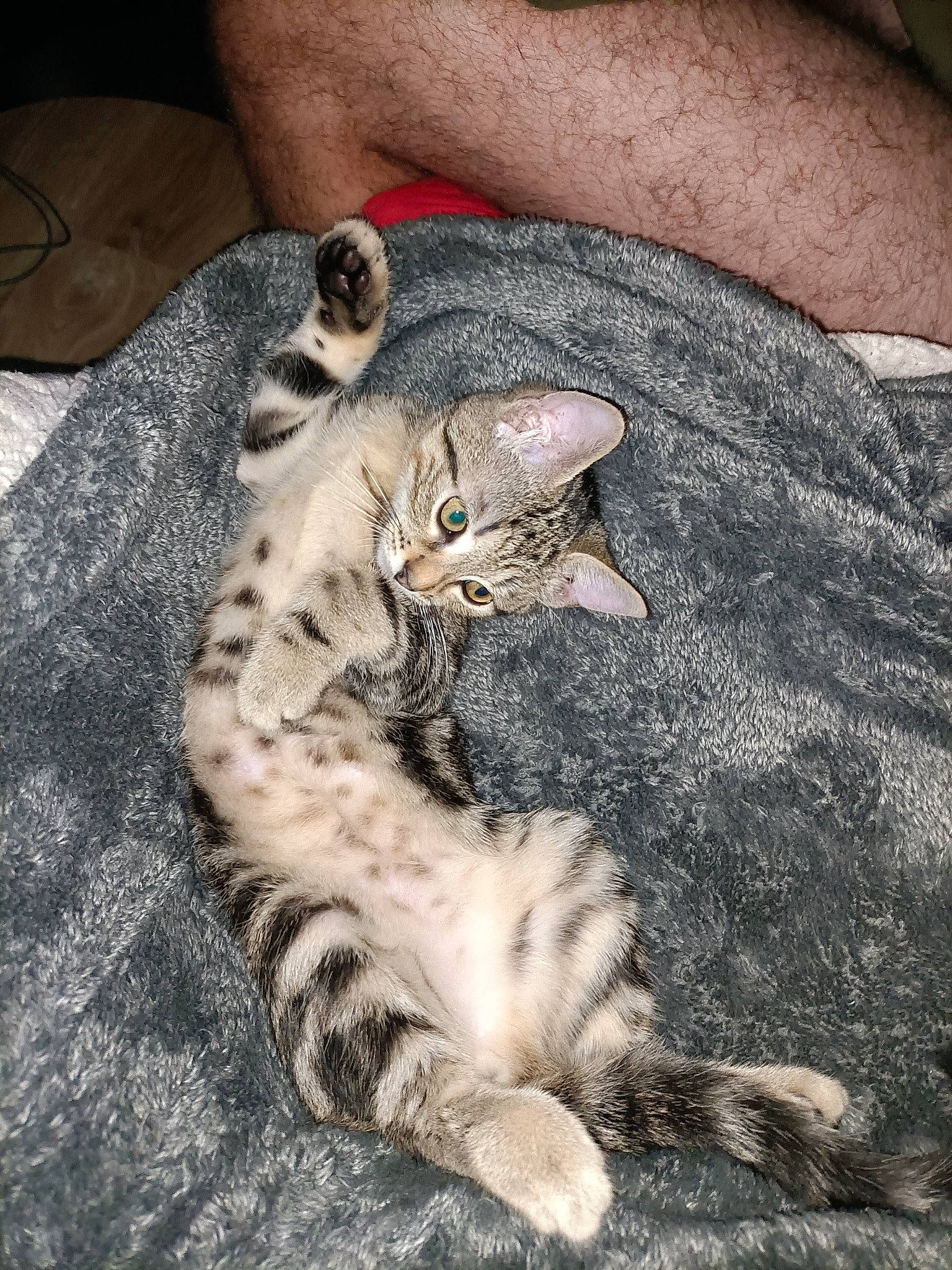 Tyger participe au concours pour gagner de l'argent avec cette photo : carnivore, cat, claw, comfort, domestic_short_haired_cat, fawn, felidae, foot, fur, gesture, grey, nail, nap, paw, sitting, small_to_medium_sized_cats, snout, tail, terrestrial_animal, whiskers