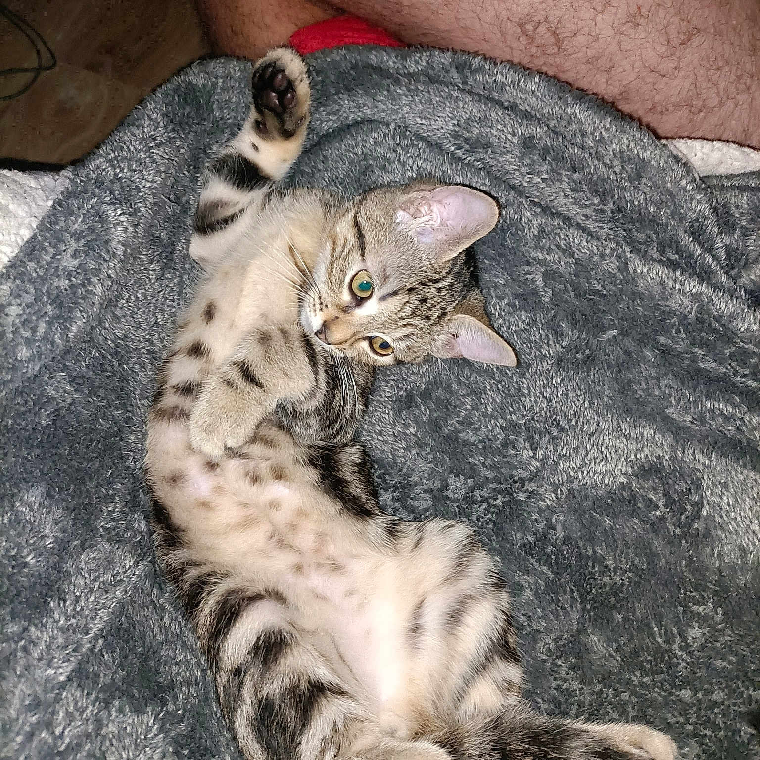 Tyger
