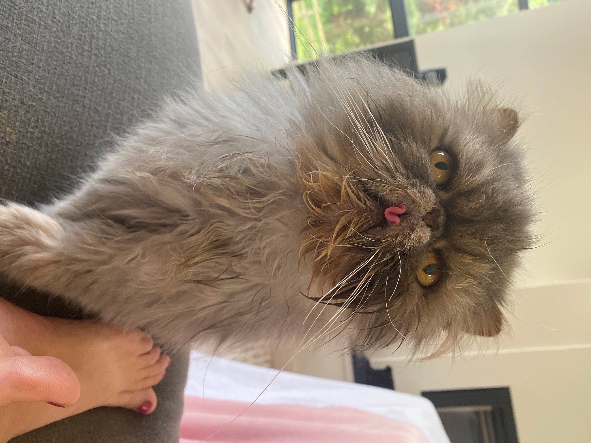 Gizmo is registered to the contest to win money with this photo: british_longhair, carnivore, cat, claw, eye, fawn, felidae, fur, liver, paw, picture_frame, small_to_medium_sized_cats, snout, tail, whiskers
