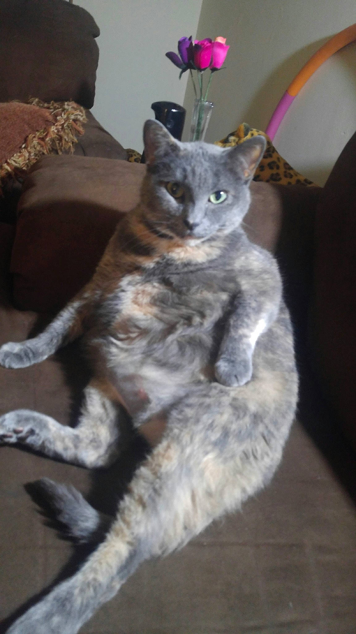 Chikita joined the competition — help win amazing prizes! carnivore, cat, cat_toy, claw, couch, domestic_short_haired_cat, felidae, fur, grey, paw, sitting, small_to_medium_sized_cats, snout, tail, terrestrial_animal, whiskers