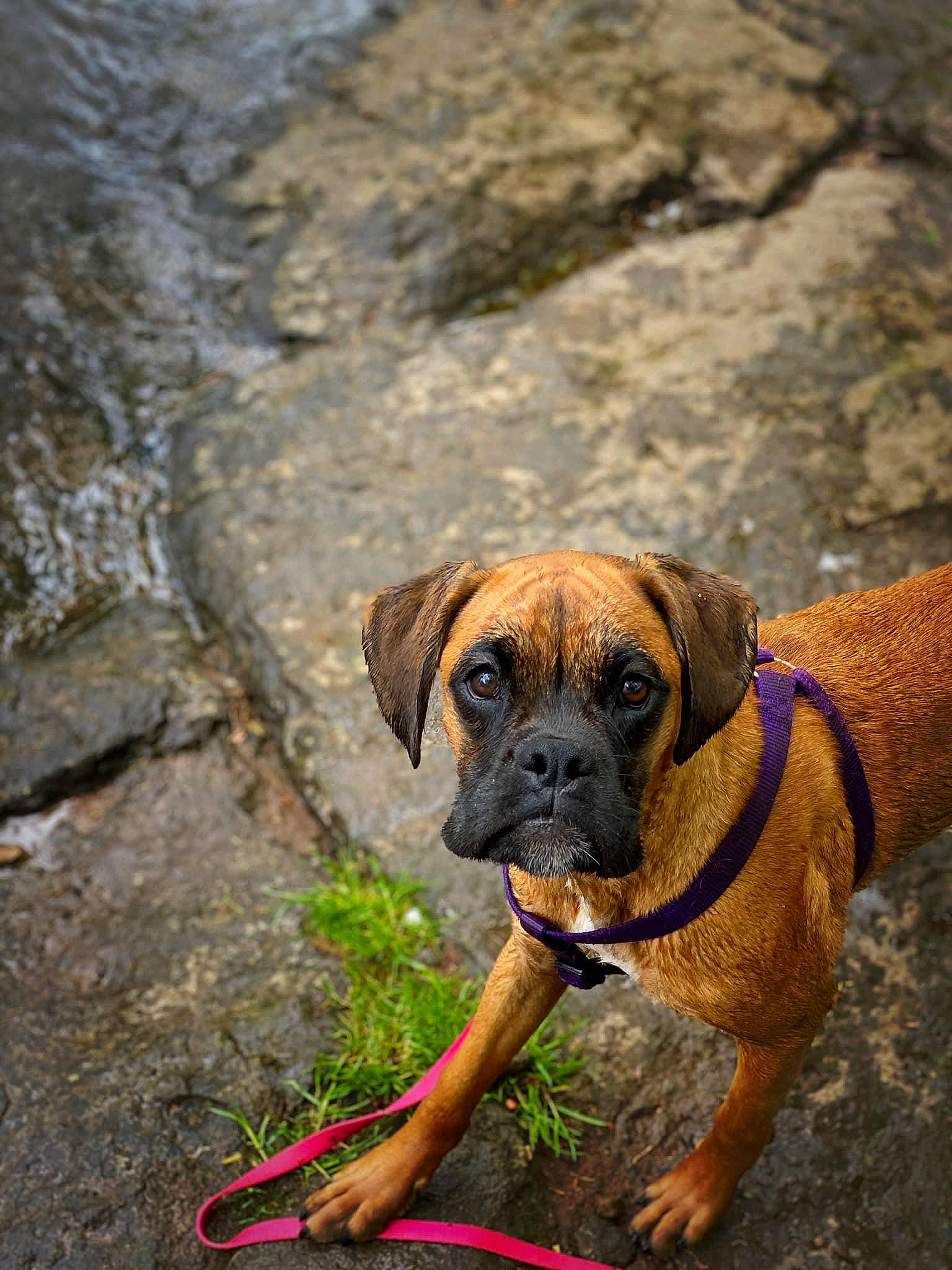 Chloe joined the competition — help win amazing prizes! boerboel, boxer, bullmastiff, canidae, carnivore, dog, dog_breed, english_mastiff, fawn, mammal, molosser, puppy, rare_breed_dog, snout, sporting_group, tosa, vertebrate, working_dog
