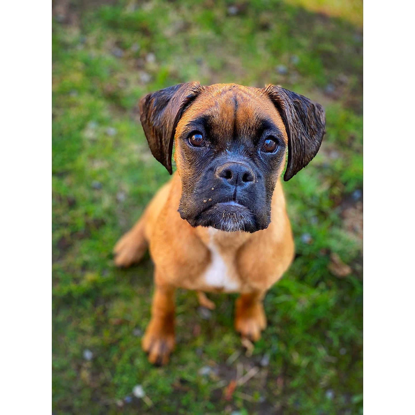 Chloe joined the competition — help win amazing prizes! boerboel, boxer, bullmastiff, cane_corso, canidae, carnivore, companion_dog, dog, dog_breed, english_mastiff, fawn, grass, mammal, molosser, puppy, rare_breed_dog, snout, sporting_group, tosa, vertebrate