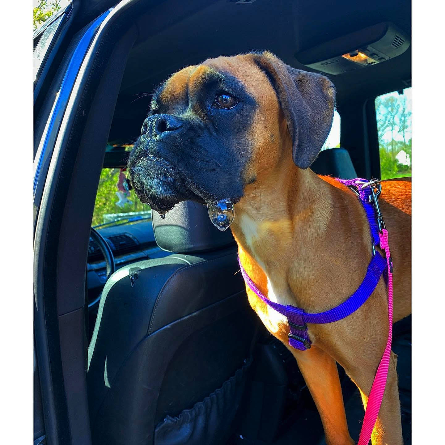 Chloe joined the competition — help win amazing prizes! boerboel, boxer, bullmastiff, canidae, carnivore, collar, companion_dog, dog, dog_breed, dog_collar, fawn, mammal, molosser, puggle, snout, sporting_group, vehicle, vertebrate, working_dog