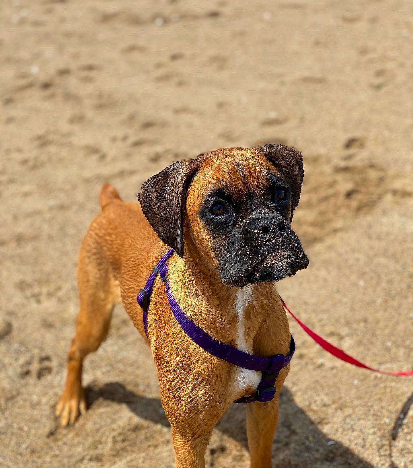 Chloe is registered to the contest to win money with this photo: bullmastiff, canidae, carnivore, collar, dog, dog_breed, dog_collar, english_mastiff, fawn, leash, mammal, molosser, perro_de_presa_mallorquin, puggle, rare_breed_dog, snout, sporting_group, vertebrate, working_dog
