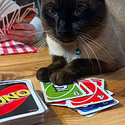 Yeti joined the competition — help win amazing prizes! cat, siamese_cat, uno_cards, card_game, table, wooden_table, playing_cards, indoor, person_hand, game_night, pets, domestic_animal, brown_cat, blue_eyes, collar, close_up, focus, relaxed, whiskers, feline