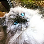 Poppy is registered to the contest to win money with this photo: cat, fluffy, blue_eyes, fur, portrait, close_up, pet, animal, whiskers, soft, indoor, curious, feline, cute, long_hair, muzzle, face, nature_background, window, light