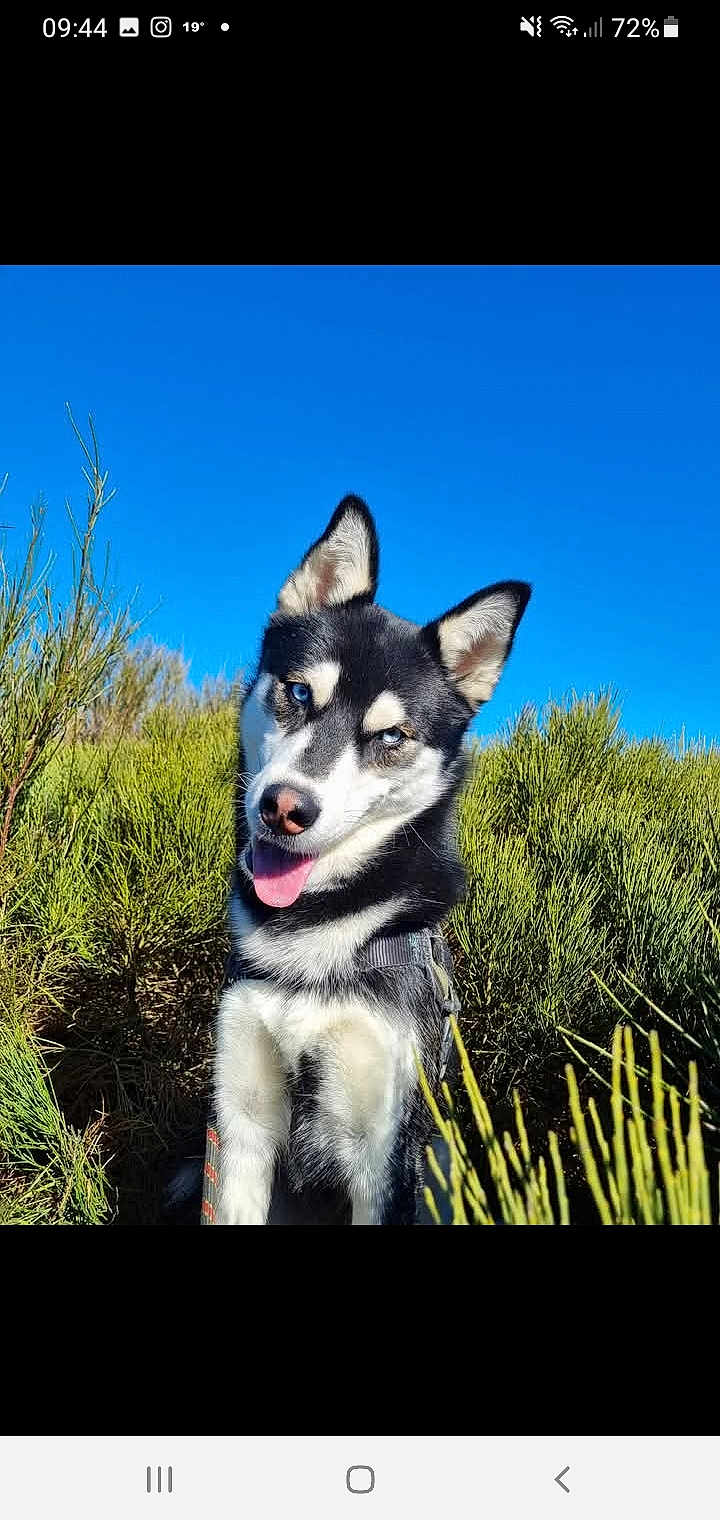 Loki