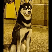 Loki a rejoint le concours — aidez-le/la à gagner de superbes lots ! dog, husky, blue_eyes, leash, person, leather_jacket, street, night, sidewalk, building, window, shadow, pet, canine, sitting, fur, alert, outdoor, animal, companion