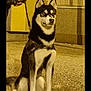 dog, husky, blue_eyes, leash, person, leather_jacket, street, night, sidewalk, building, window, shadow, pet, canine, sitting, fur, alert, outdoor, animal, companion