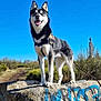 dog, husky, animal, outdoor, nature, rock, graffiti, blue_sky, smiling, leash, hiking, adventure, grass, bushes, sunny, daytime, pet, portrait, standing, canine