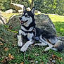 dog, husky, outdoor, grass, stick, rocks, trees, sunlight, nature, animal, pet, canine, lying_down, black_and_white, blue_eyes, happy, relaxed, daytime, forest, leash