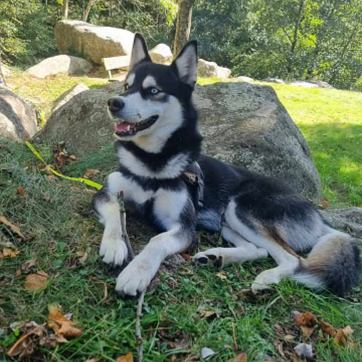 Loki a rejoint le concours — aidez-le/la à gagner de superbes lots ! animal, black_and_white, blue_eyes, canine, daytime, dog, forest, grass, happy, husky, leash, lying_down, nature, outdoor, pet, relaxed, rocks, stick, sunlight, trees