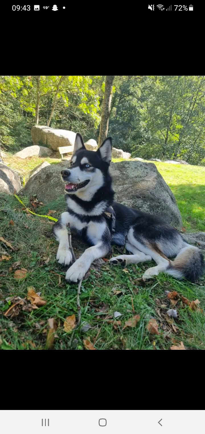 Loki