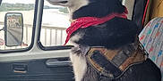 Loki participe au concours pour gagner de l'argent avec cette photo : dog, husky, bandana, harness, vehicle_interior, seat, window, side_mirror, bridge, outdoor, daylight, black_and_white, canine, pet, looking_out, portrait, animal, transportation, travel, road_trip