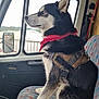 dog, husky, bandana, harness, vehicle_interior, seat, window, side_mirror, bridge, outdoor, daylight, black_and_white, canine, pet, looking_out, portrait, animal, transportation, travel, road_trip