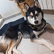 Loki participe au concours pour gagner de l'argent avec cette photo : animal, basket, black_fur, blue_eyes, brown_fur, canine, cloth, collar, curious, dog, domestic, floor_tiles, household, husky, indoor, looking_at_camera, lying_down, pet, resting, white_fur