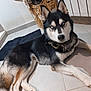 animal, basket, black_fur, blue_eyes, brown_fur, canine, cloth, collar, curious, dog, domestic, floor_tiles, household, husky, indoor, looking_at_camera, lying_down, pet, resting, white_fur