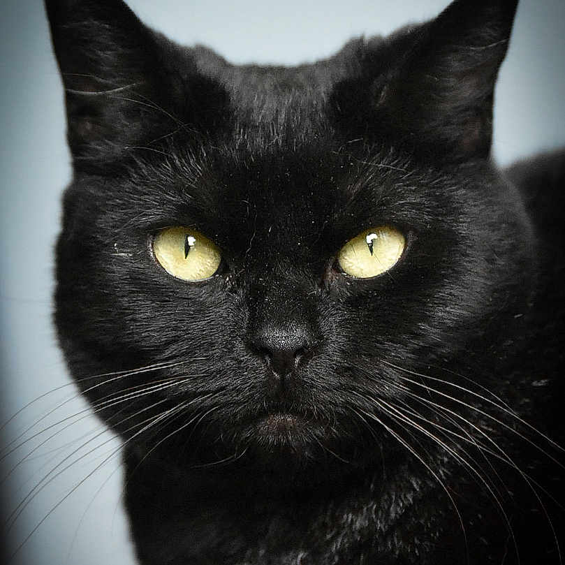 Scratch joined the competition — help win amazing prizes! alert, animal, black_cat, close_up, cute, domestic_cat, ears, face, feline, focused, fur, indoor, intense_gaze, mammal, nose, pet, portrait, soft_background, whiskers, yellow_eyes